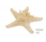 ROZGWIAZDA BIELONA 13-18 CM