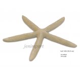 duża naturalna ROZGWIAZDA BLUE STAR FISH 20-23 cm