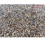 MUSZLE  NASSA BRĄZOWE 100g, 0,5 - 1 cm,  ok 450 szt w opakowaniu