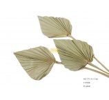 PALM SPEAR 13-15 CM ŚREDNICA NATURALNE 6 SZT/OPAK