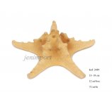 naturalna ROZGWIAZDA ROZGWIAZDY  13-18 cm