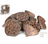 LOTOS 8 - 10 cm, 12 szt/opak