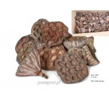 LOTOS 6 - 8 CM MEDIUM luz, 800 sztuk w kartonie