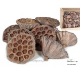 LOTOS +10 CM LARGE XXL luzem, 300 szt w kartonie