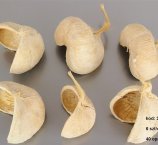 BUDHA NUTS KREMOWY 6 SZT/OPAK DUŻY