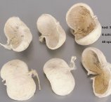 BUDHA BIELONY 6 SZT/OPAK