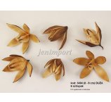 LILY 8-9 cm NATURALNA 6 SZT/OPAK