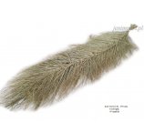 DATE WIDLE 140-150 CM NATURALNE 6SZT/OPAK