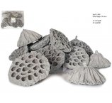 LOTOS 10 cm + extra large, szary lotos, 12 szt/opak