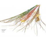 bukiet susz egzotyczny do bukietów pozłacany z kuleczkami kolory do wyboru 90 cm