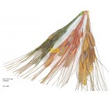 bukiet susz egzotyczny do bukietów pozłacany z listkami kolory do wyboru 90 cm