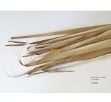 SUN PALM LIŚCIE 90-110 CM NATURALNE 12 SZT/OPAK