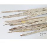 SUN PALM LIŚCIE 90-110 CM BIAŁE PRZECIERANE 12 SZT/OPAK