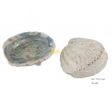 MUSZLA ABALONE 15-16  cm duża polerowana wewnątrz