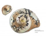 duża MUSZLA ALIKREUKEL PERIWINKLE niepolerowana ok 10- 12 cm