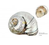 MUSZLE ALIKREUKEL PERIWINKLE ok 10-12 cm POLEROWANE