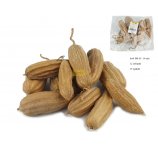 MOND CAPSUL Z SUSZONYMI NASIONAMI GRZECHOCZĄCE 12 SZT / OPAK 8-14 CM NATRUALNE