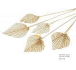 PALM SPEAR 8-10 CM BIELONE LUZEM