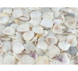 CAKE MUSZLE 100g, ok 2-3 cm (ok 70-80 szt)