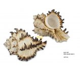 MUREX MUSZLA DUŻA 8-9 CM 