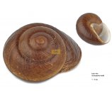 duża MUSZLA ENSAYMADA 7-9 cm polerowana