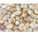 MUSZLE CANARIUM 4-6 CM 100 GRAM OPAKOWANIE ( ok 10 - 20 sztuk)