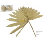 PALM SUN 30-35 CM NATURALNE 6 szt w opakowaniu