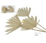 PALM SUN NATURAL MINI 15-20 CM 12 SZT/OPAK