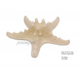 ROZGWIAZDA BIELONA 10-13 CM