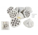 LOTOS 6-8 CM MEDIUM BIAŁY 12 SZT/OPAK