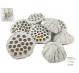 LOTOS + 10 CM EXTRA LARGE BIAŁY 12 SZT/OPAK