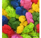 Mech reniferkowy chrobotek oraz mech impregnowany