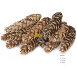 SZYSZKA STROBUS duża szyszka 15-18 cm 12 szt/opak